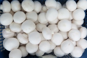 Delayed-release nutritional mushroom-supplement for professional mushroom-growers