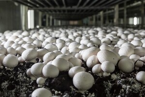 Delayed-release nutritional mushroom-supplement for professional mushroom-growers