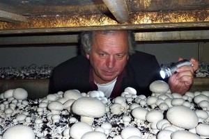 Delayed-release nutritional mushroom-supplement for professional mushroom-growers
